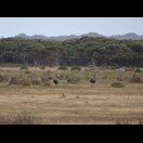 Zwei Emus